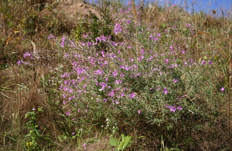 Rosmarin-Weidenröschen (Epilobium dodonaei) - © Emanuel Trummer